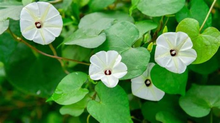 Discover Kathleen Lights' Age: A Comprehensive Guide