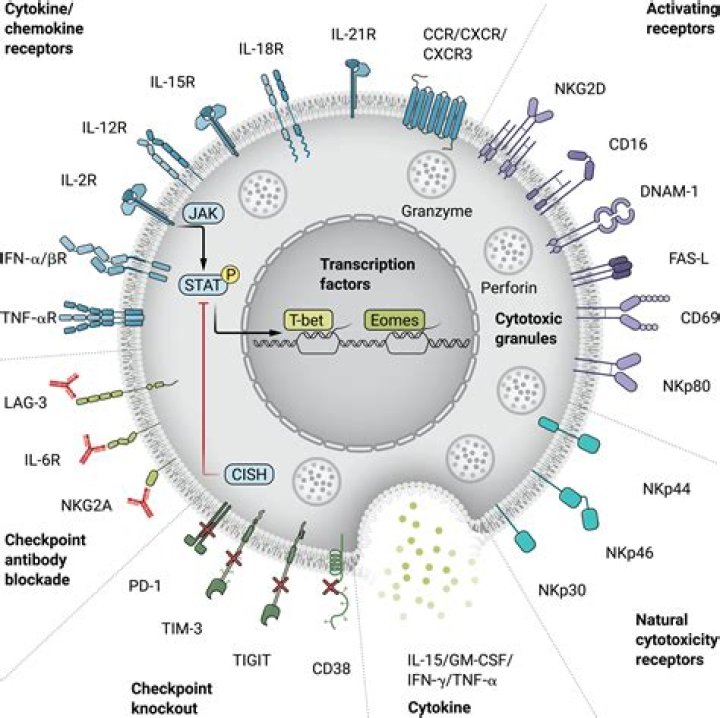 Discovering Radamm.com For Video: A New Era In Visual Content