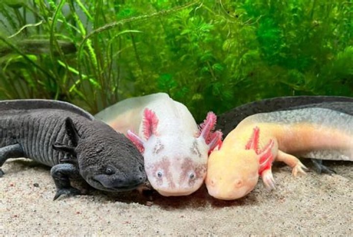 Discovering The Fascinating World Of Axolotl Varieties