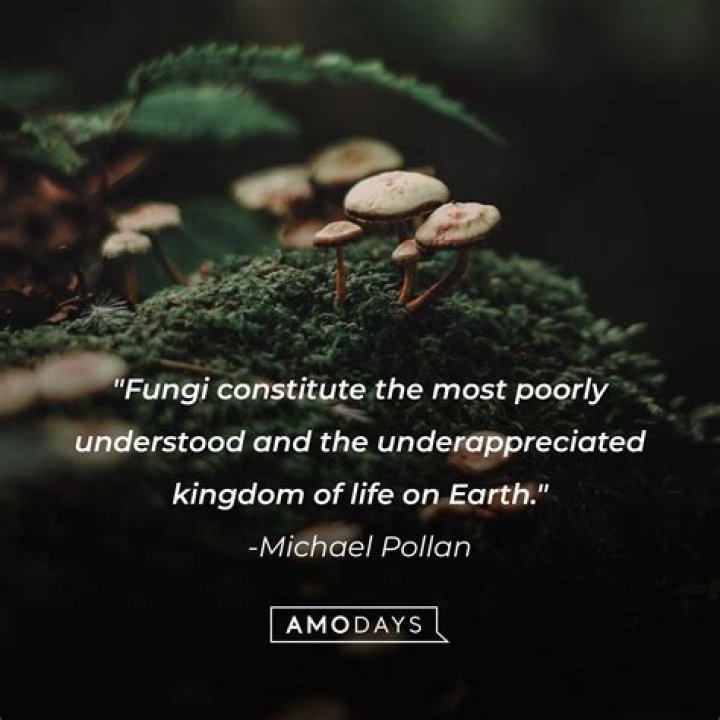 Epic Fungus Quotes: Wisdom From The Mycological Realm