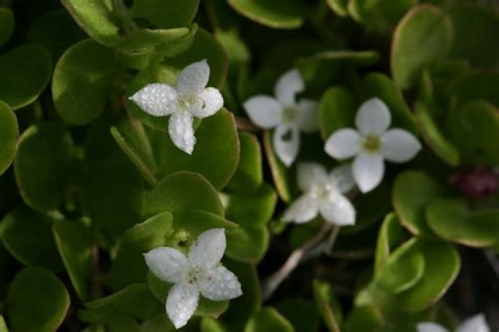 Explore The Beauty And Diversity Of Florida And Texas