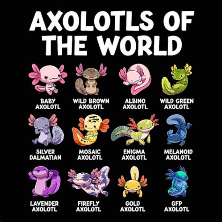 Exploring The Fascinating World Of Axolotls: How Many Different Types Are There?