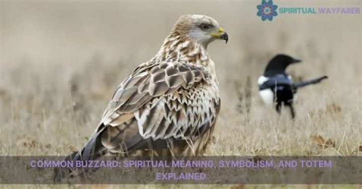 Spiritual Symbolism Of The Majestic Buzzard: Unveiling Its Meaning