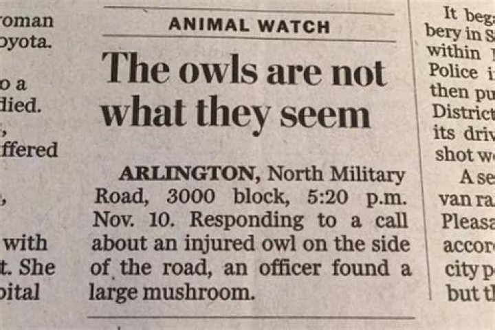 The Ultimate Collection Of Hilariously Funny Newspaper Headlines