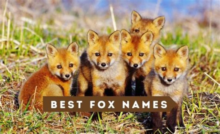The Ultimate Guide To Choosing The Best Fox Names