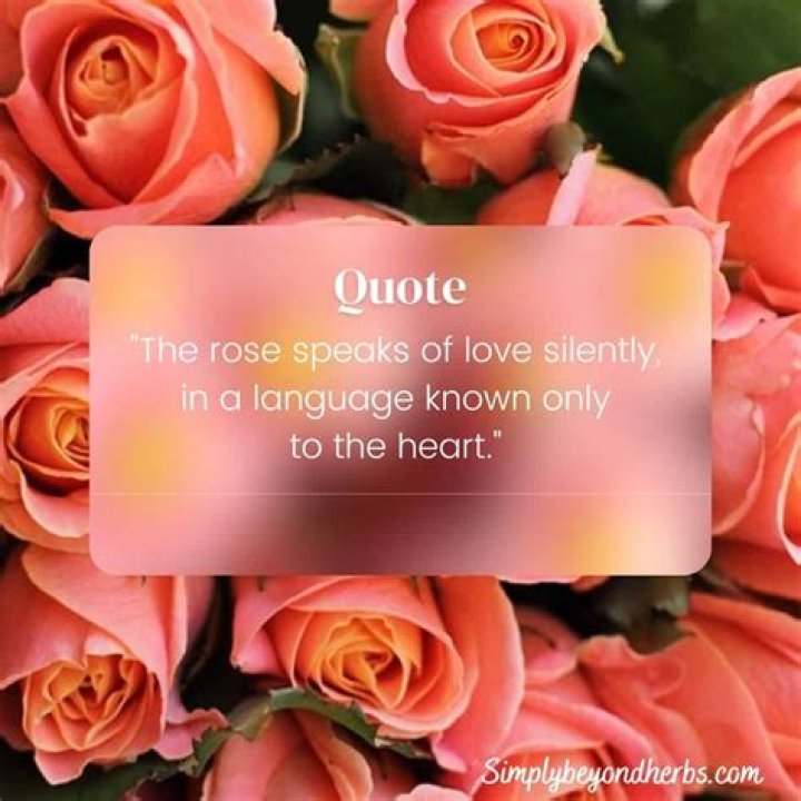 Uncover The Essence Of Life With Inspiring "Smelling The Roses" Quotes