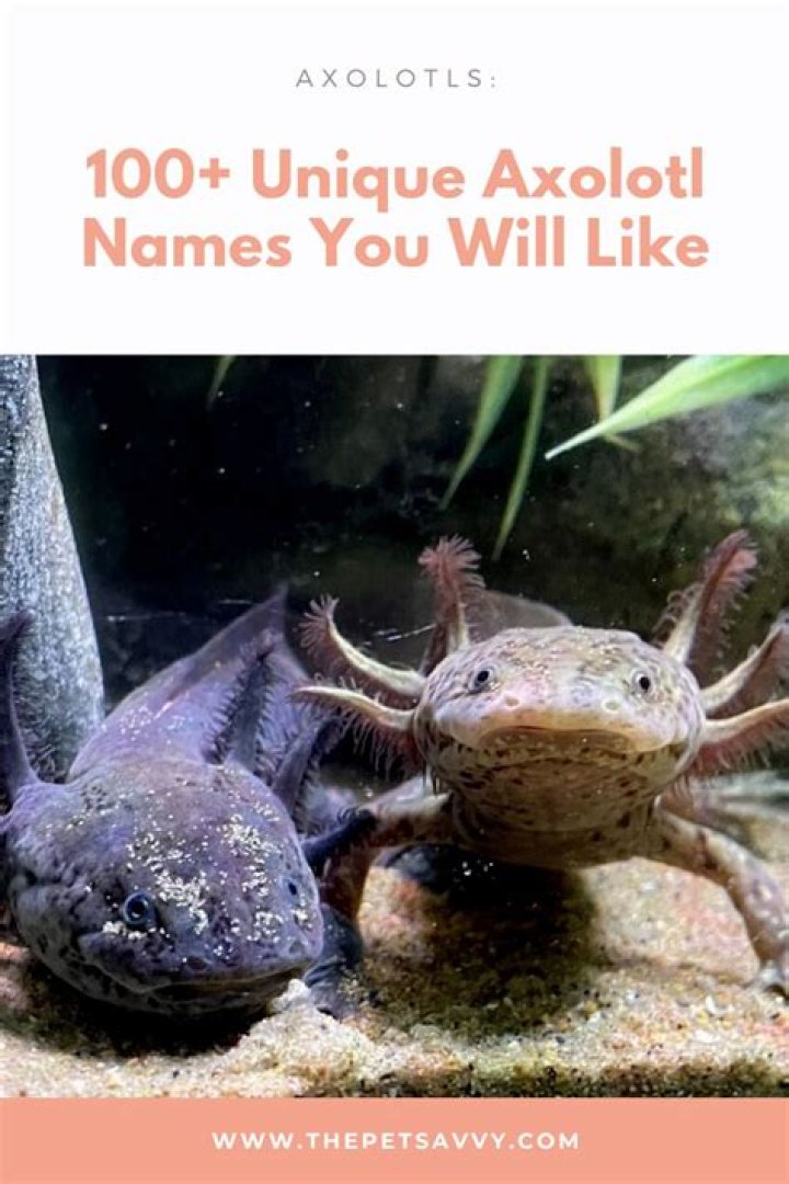 Unique And Creative Axolotl Names To Inspire You